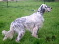 Setter Anglais ARAGON DE KERGONAN Setter Anglais ARAGON DE KERGONAN
